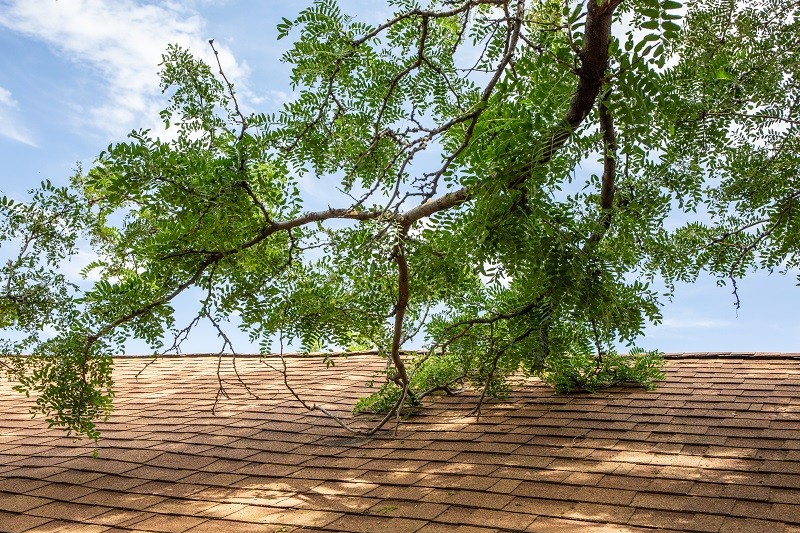 Prune Your Trees to Protect Your Roof