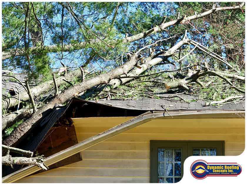 What to Do When a Tree Falls on Your Roof